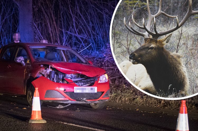Armed police called to destroy stag after collision with car near Chippenham