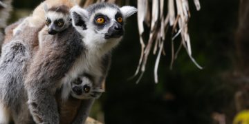 Bristol Zoo to close permanently – COVID-19 had ‘enormous impact on finances’