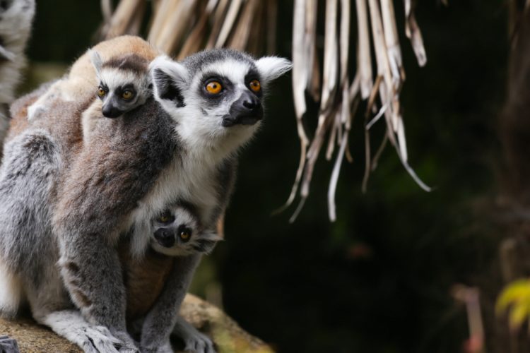 Bristol Zoo to close permanently – COVID-19 had ‘enormous impact on finances’