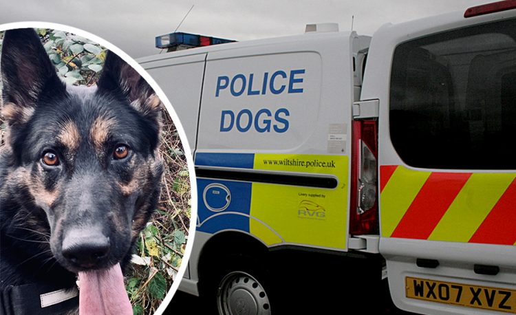 “Well done Boo”: Handler praises dog for finding man who overdosed in undergrowth