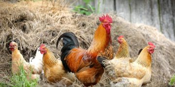 Highly infectious bird flu is back – government activates ‘prevention zones’