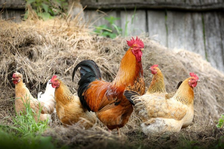 Highly infectious bird flu is back – government activates ‘prevention zones’