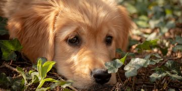 ‘Keep dogs locked inside’ police warn Wiltshire residents after attempted dognappings