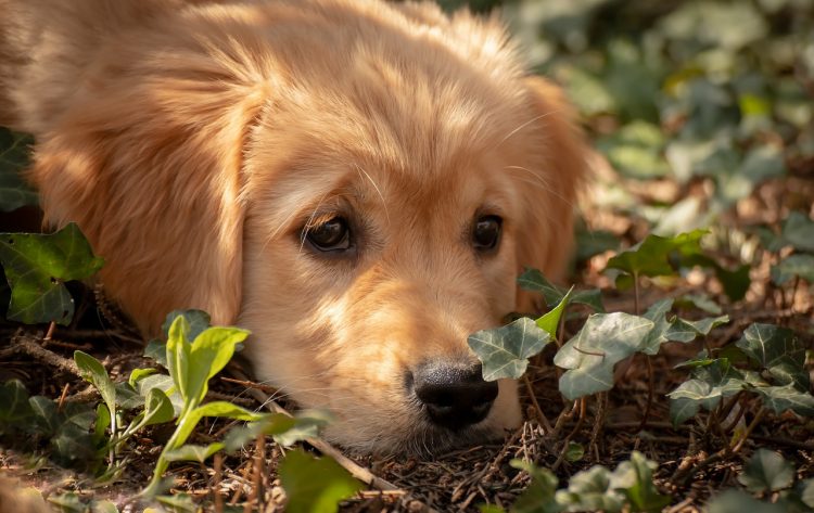 ‘Keep dogs locked inside’ police warn Wiltshire residents after attempted dognappings