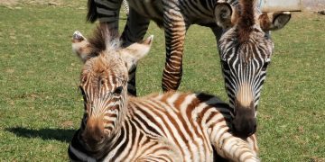 Seven-month-old zebra dies after being spooked by fireworks at Somerset zoo