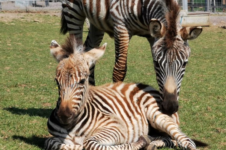Seven-month-old zebra dies after being spooked by fireworks at Somerset zoo