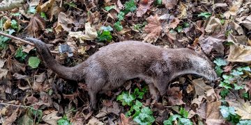 Otter found dead near Marlborough river sent to Cardiff University for testing