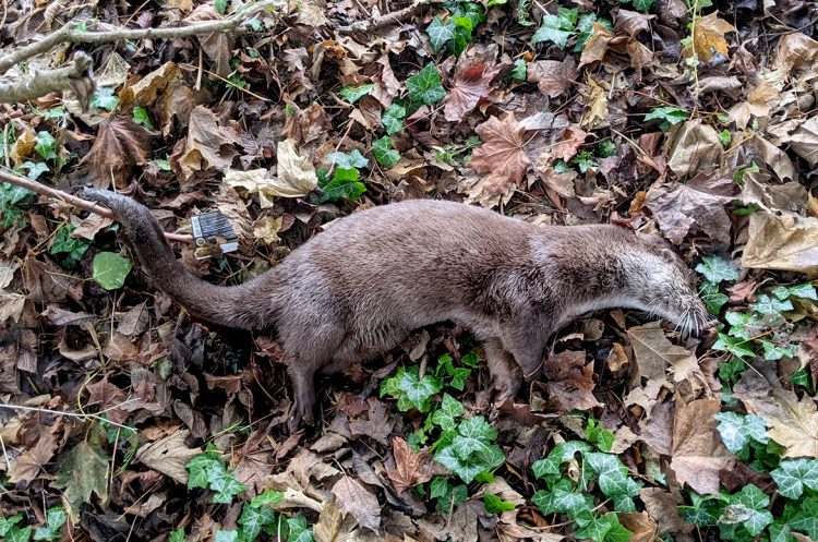 Otter found dead near Marlborough river sent to Cardiff University for testing