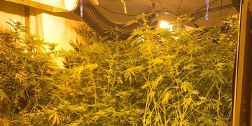 Investigation launched following discovery of cannabis factory in Swindon