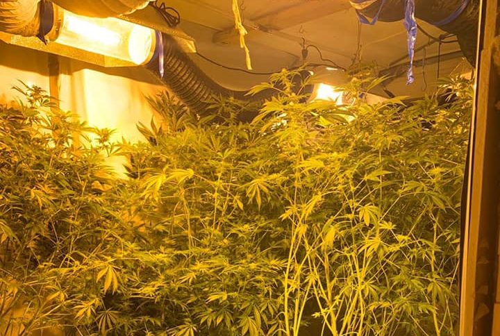 Investigation launched following discovery of cannabis factory in Swindon