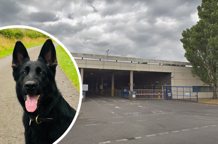 Police dog detained man who threatened distribution centre staff with a knife