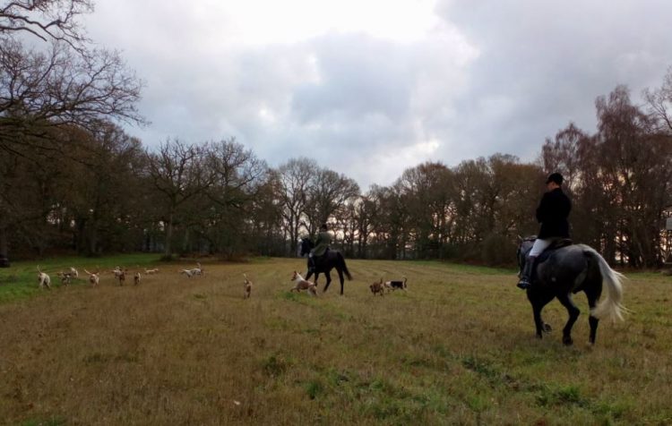 Billionaire owner of H&M bans hunting on estate over fox hunting allegations