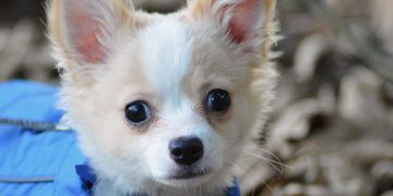 ‘Only eight dogs stolen in Wiltshire in the past year’, Wiltshire Police reveals