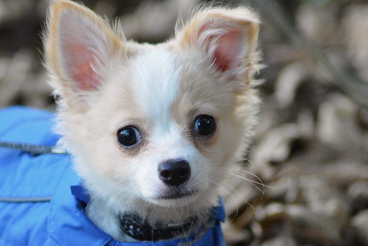 ‘Only eight dogs stolen in Wiltshire in the past year’, Wiltshire Police reveals