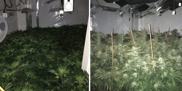 Major cannabis factory discovered in Swindon by electrician who noticed anomaly