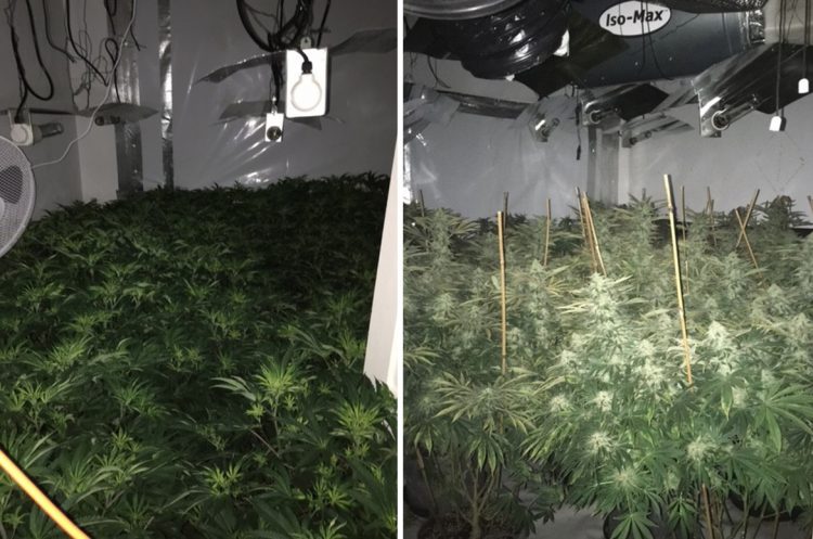 Major cannabis factory discovered in Swindon by electrician who noticed anomaly