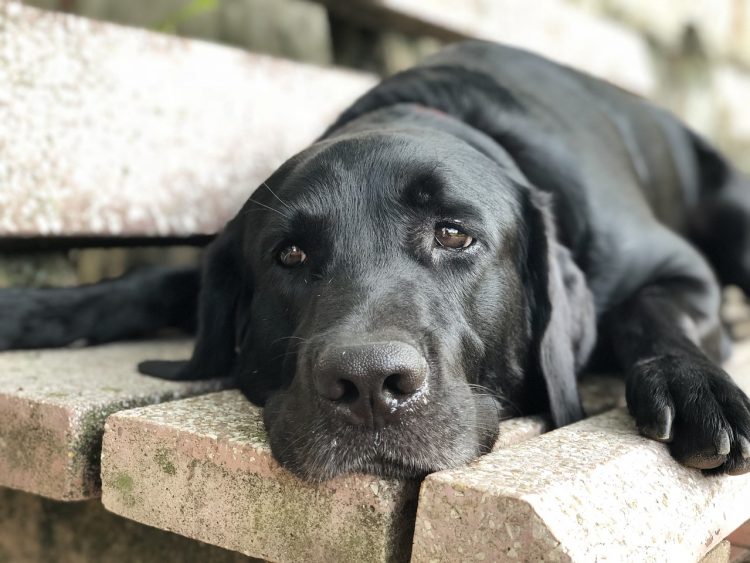 Man in truck reportedly attempts to take dog being walked by teenage girls