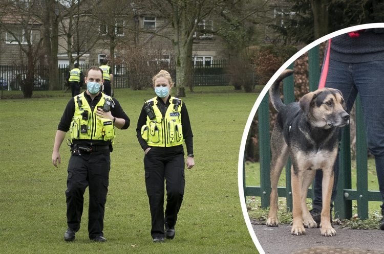 Chippenham dog attack: Several people including children injured in park incident