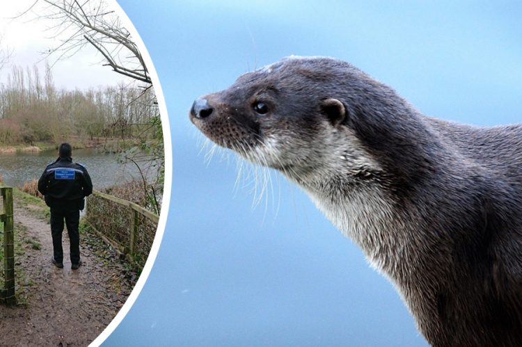 Police step up patrols of Faringdon country park after reports of threats to kill otters