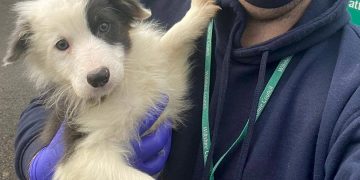 Help council dog warden find the owner of puppy found near Chippenham