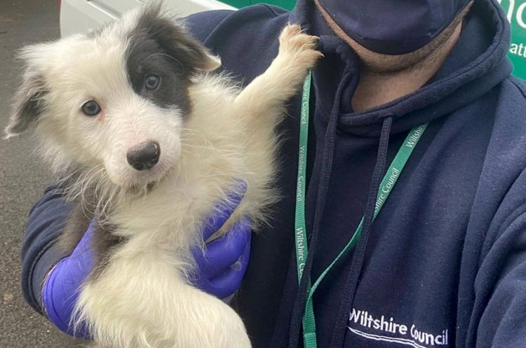 Help council dog warden find the owner of puppy found near Chippenham