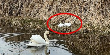 Swan found dead with ‘gunshot wounds’ in Royal Wootton Bassett