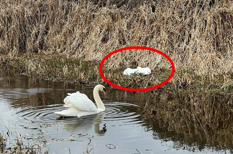 Swan found dead with ‘gunshot wounds’ in Royal Wootton Bassett