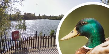 Specialist firefighters called to rescue duck tangled in fishing wire