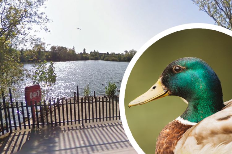 Specialist firefighters called to rescue duck tangled in fishing wire