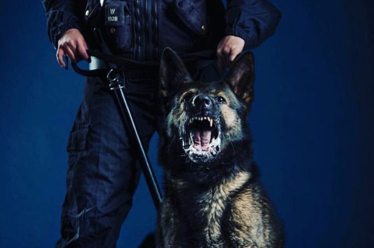 Serving Wiltshire police dog dies – here are ten photos to remember him by
