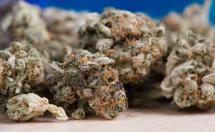 Man found with large quantity of cannabis stuffed into latex gloves during drugs raid