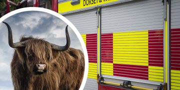 Fire service responds to reports of highland cow stuck in barbed wire