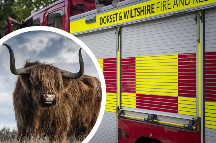 Fire service responds to reports of highland cow stuck in barbed wire