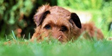 Suspected dog thieves ‘leave string on gate’ after targeting house