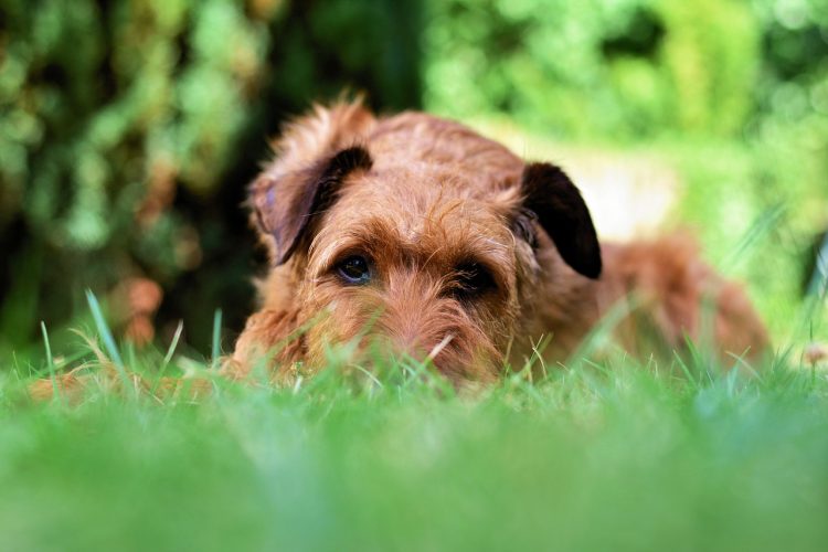 Suspected dog thieves ‘leave string on gate’ after targeting house