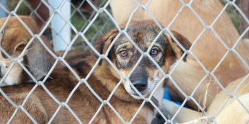 Police ‘working to identify owners of 83 dogs’ seized in traveller site raid