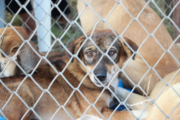 Police ‘working to identify owners of 83 dogs’ seized in traveller site raid