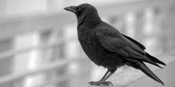 Suicidal woman assaulted police officer over fears pet crow Lucifer was scared