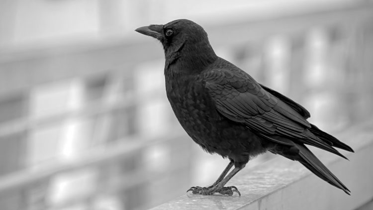 Suicidal woman assaulted police officer over fears pet crow Lucifer was scared