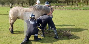 Specially-trained firefighters help release horse from metal chains at hotel