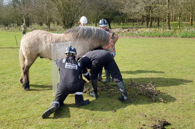 Specially-trained firefighters help release horse from metal chains at hotel