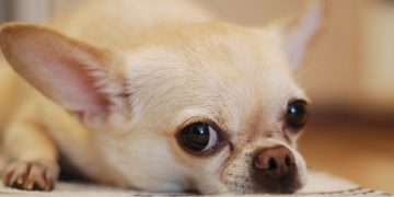 Chihuahua reunited with owner two years after she was stolen in Swindon burglary