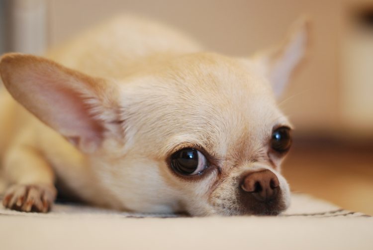 Chihuahua reunited with owner two years after she was stolen in Swindon burglary