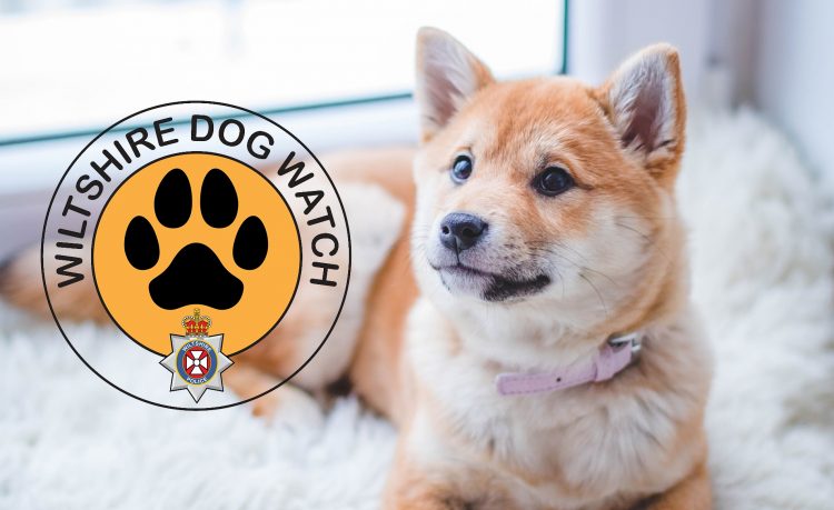 Wiltshire Police launches ‘Dog Watch’ over increasing concerns about dog thefts