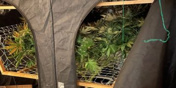 Man arrested after three cannabis plants found in raid on house in Devizes