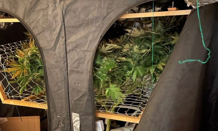 Man arrested after three cannabis plants found in raid on house in Devizes