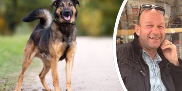 Court orders destruction of blind man’s dog after second attack in Trowbridge