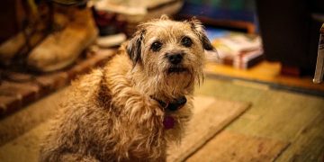 Bassett man given conditional caution after late dog bit ex-serviceman
