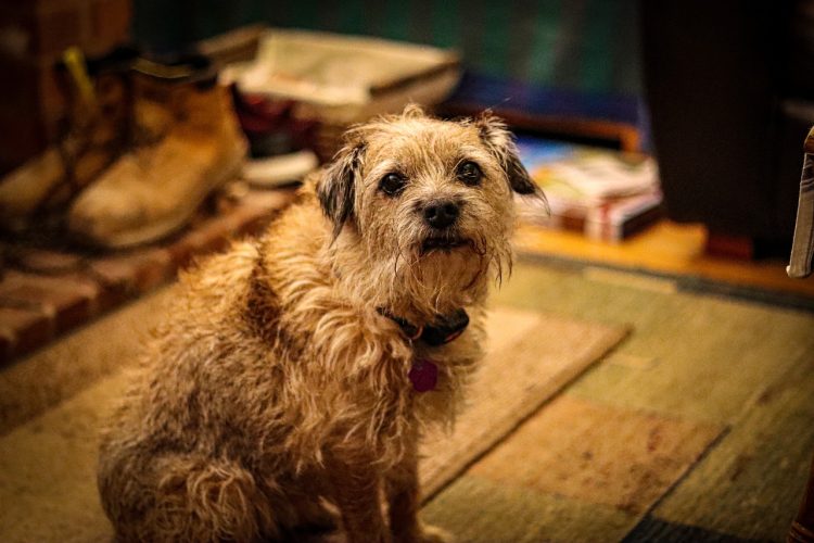 Bassett man given conditional caution after late dog bit ex-serviceman