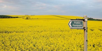 Rapeseed warning: Pretty yellow flowers ‘extremely poisonous’ to dogs